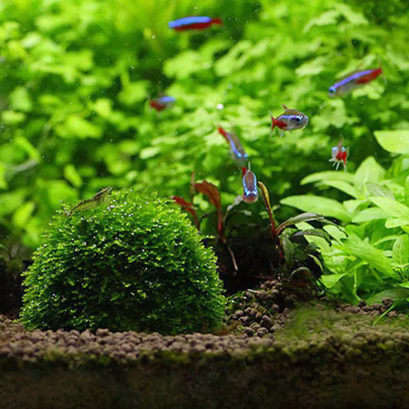 Aquarium Moss Ball Live Plants for Fish Tank Decor
